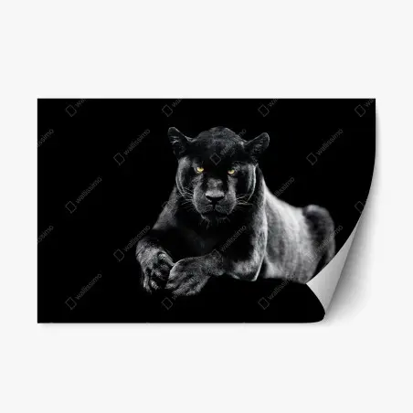 Repositionierbarer Aufkleber porträt eines schwarzen panthers vor schwarzem hintergrund – Wallnifity®