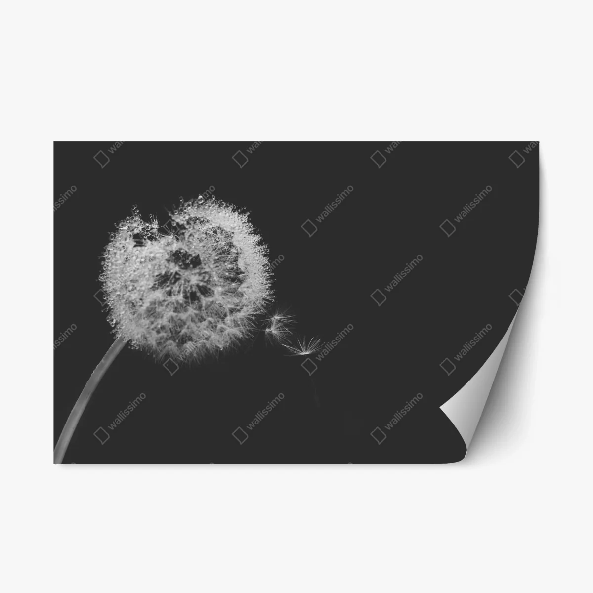 Repositionierbarer Aufkleber zarter löwenzahn in monochrom – Wallnifity® Repositionierbarer Aufkleber zarter löwenzahn in monochrom – Wallnifity®