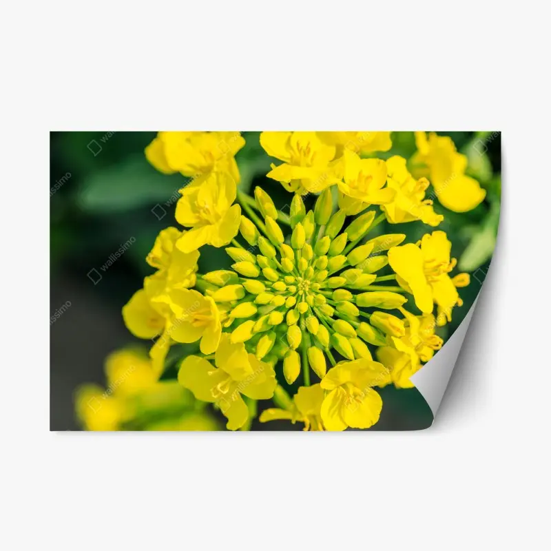Repositionierbarer Aufkleber lebhafte gelbe rapsblüte im nahen makro