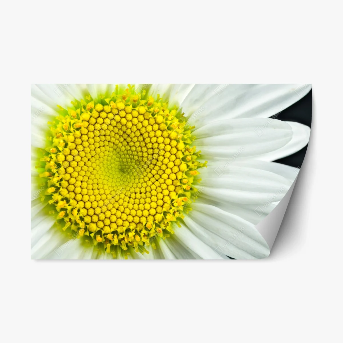 Repositionierbarer Aufkleber makro gänseblümchen spiralmuster – Wallnifity® Repositionierbarer Aufkleber makro gänseblümchen spiralmuster – Wallnifity®