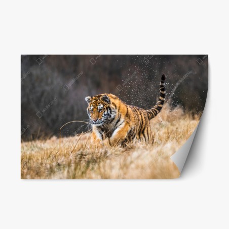 Repositionierbarer Aufkleber sibirischer tiger in bewegung – Wallnifity®