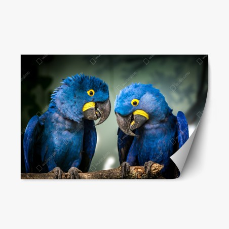 Repositionierbarer Aufkleber paar blauer aras - nahaufnahme – Wallnifity®