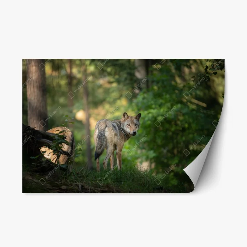 Tiere – Wallnifity®