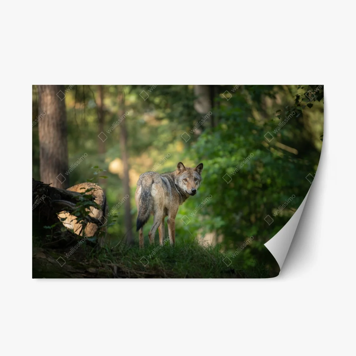 Repositionierbarer Aufkleber wolf auf der lichtung im wald – Wallnifity® Repositionierbarer Aufkleber wolf auf der lichtung im wald – Wallnifity®