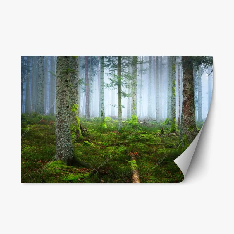Repositionierbarer Aufkleber nebliger kiefernwald aus dem Elsass – Wallnifity®
