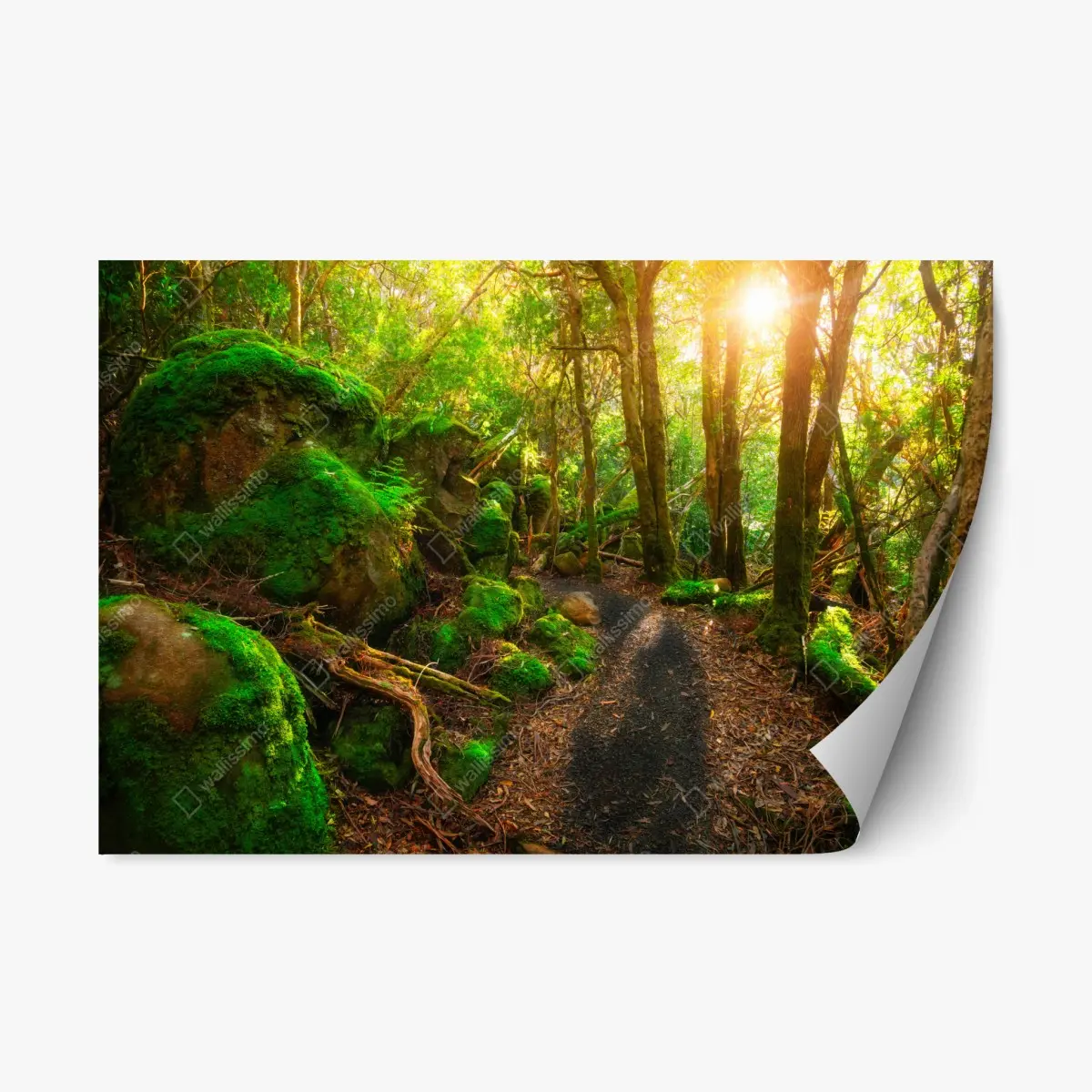 Repositionierbarer Aufkleber sonniger pfad im regenwald der Tasman-Halbinsel, Tasmanien – Wallnifity® Repositionierbarer Aufkleber sonniger pfad im regenwald der Tasman-Halbinsel, Tasmanien – Wallnifity®