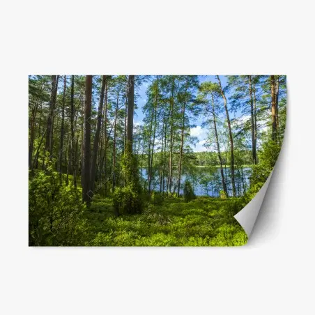 Repositionierbarer Aufkleber ruhiger kiefernwald am see – Wallnifity®