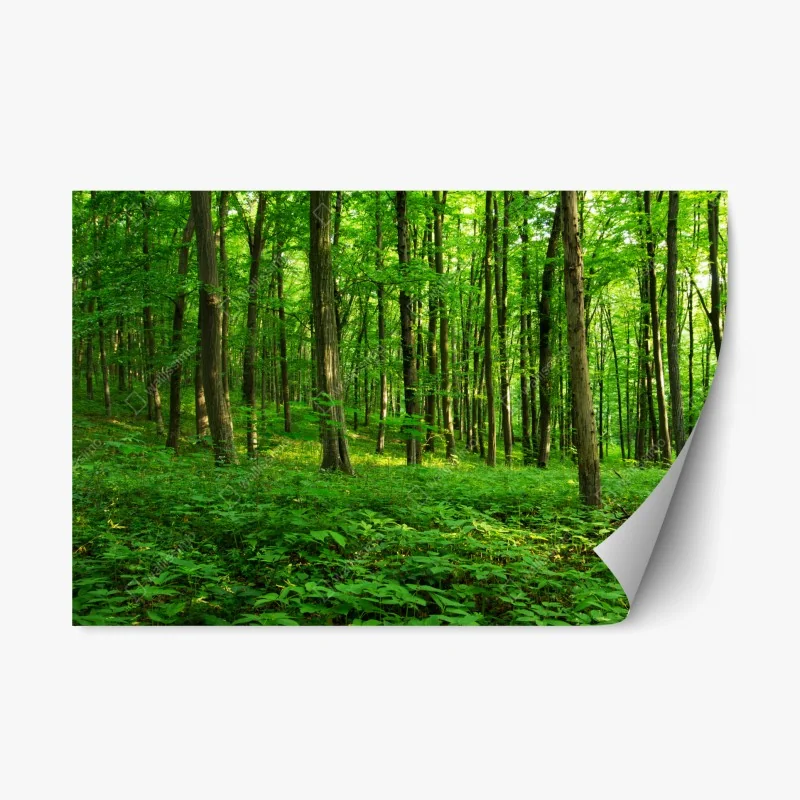 Repositionierbarer Aufkleber sonniger grüner wald im frühling