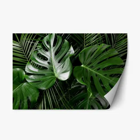 Repositionierbarer Aufkleber üppige monstera-blätter – Wallnifity®