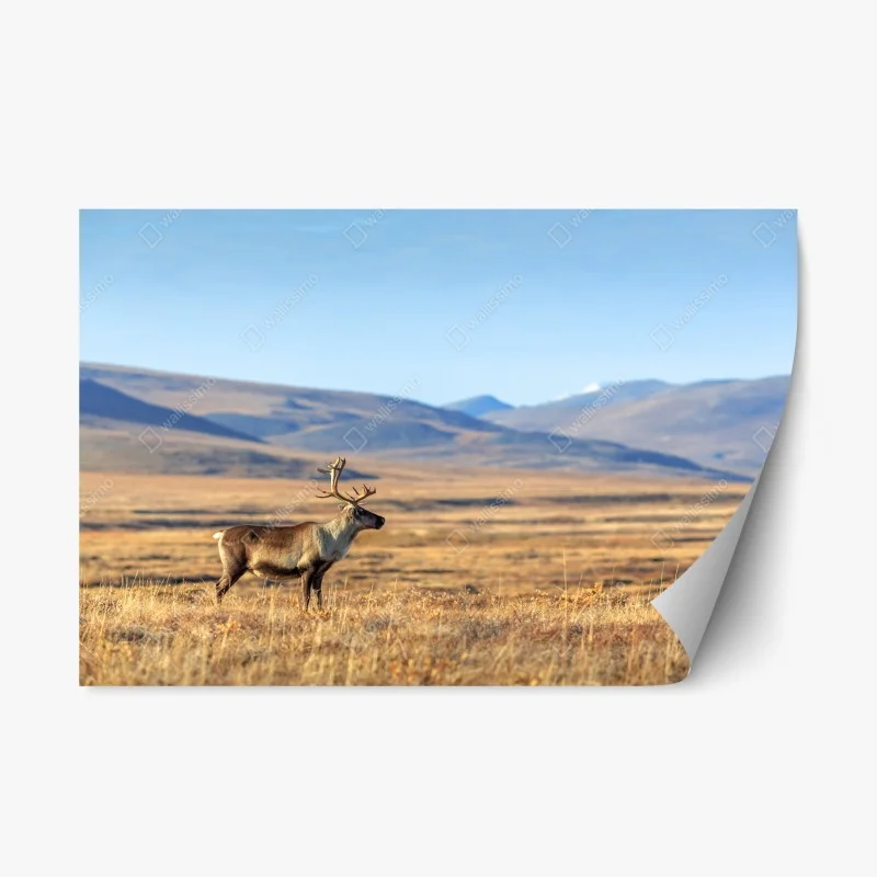 Natur – Wallnifity®