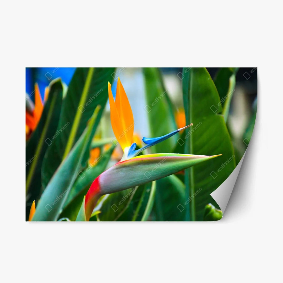 Repositionierbarer Aufkleber leuchtende paradiesvogelblume – Wallnifity® Repositionierbarer Aufkleber leuchtende paradiesvogelblume – Wallnifity®
