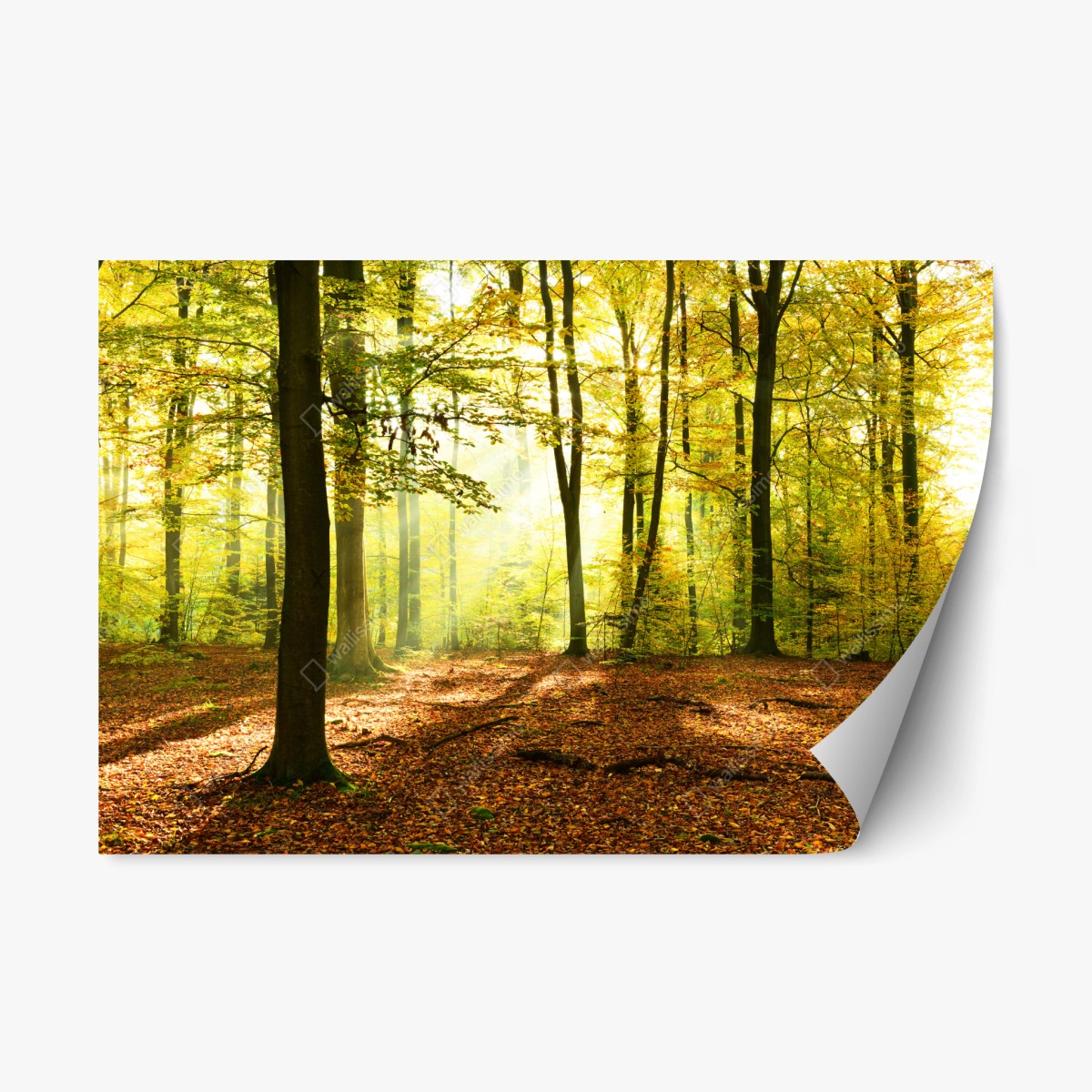 Repositionierbarer Aufkleber goldener herbstwald am morgen – Wallnifity®