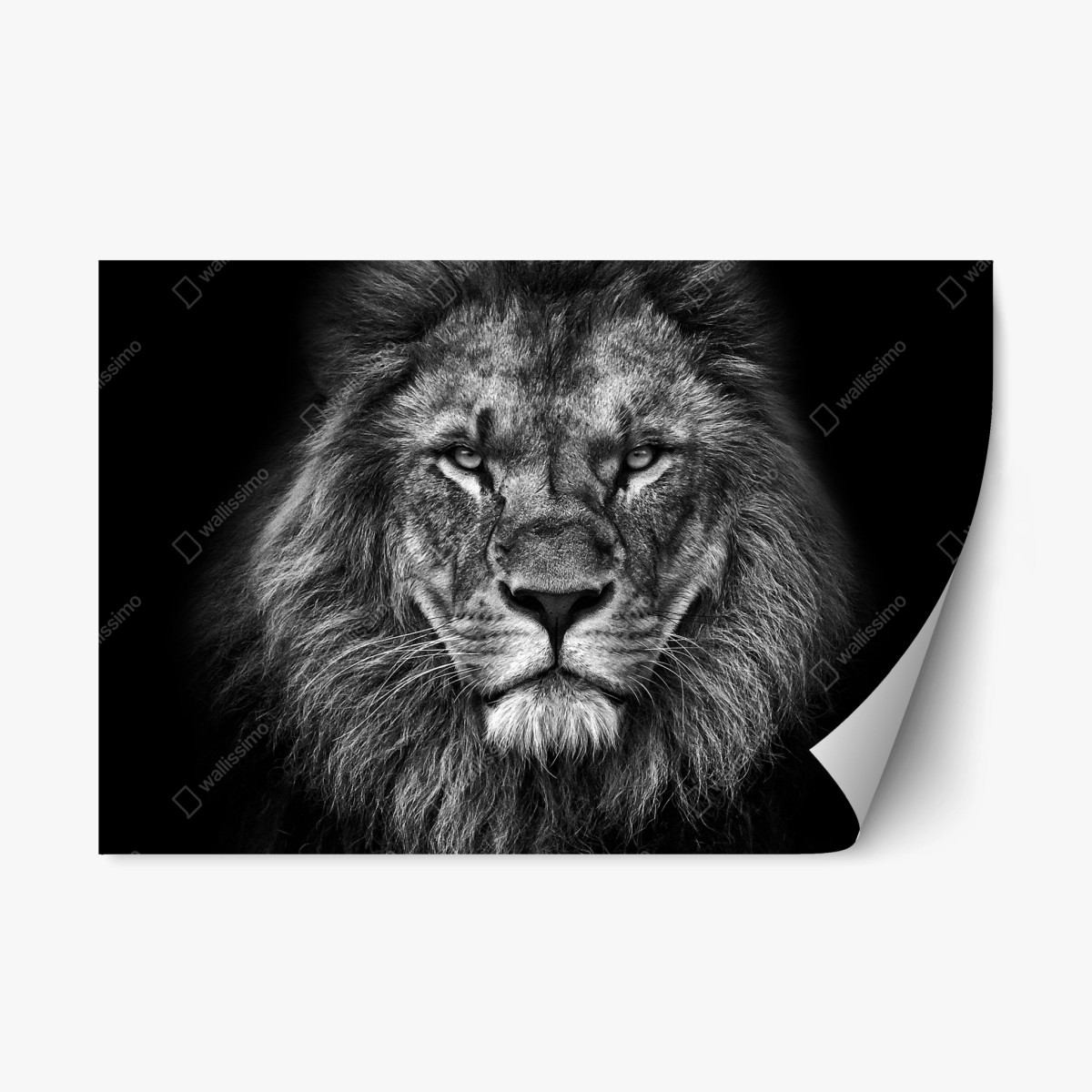 Repositionierbarer Aufkleber majestätisches löwenportrait in monochrom – Wallnifity®