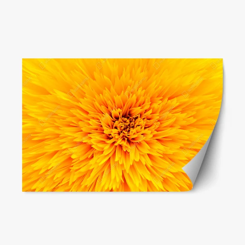 Blumen & Pflanzen – Wallnifity®