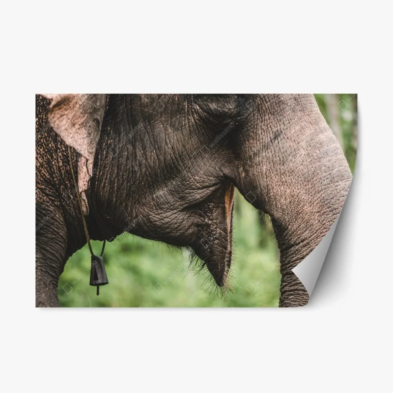 Repositionierbarer Aufkleber asiatischer elefant nahaufnahme