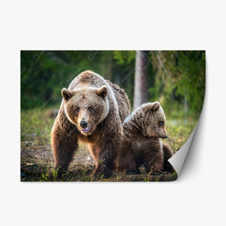 Repositionierbarer Aufkleber braunbär mit jungem im wald – Wallnifity®