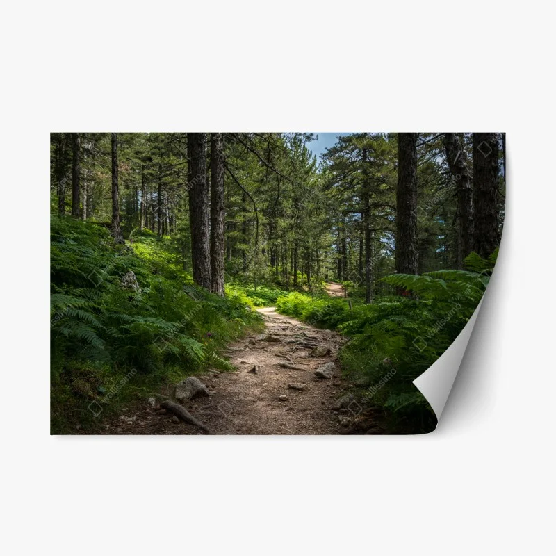Repositionierbarer Aufkleber ruhiger waldpfad durch üppiges grün – Wallnifity®