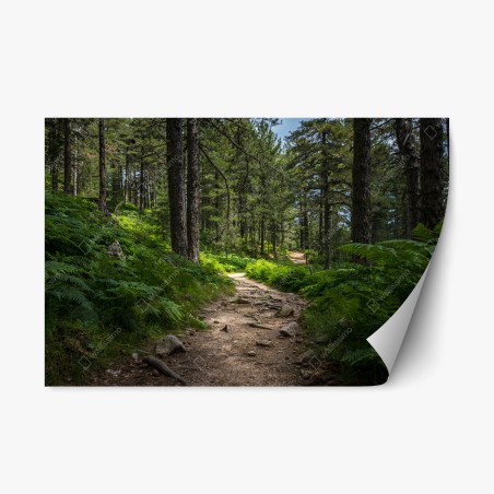Repositionierbarer Aufkleber ruhiger waldpfad durch üppiges grün – Wallnifity®