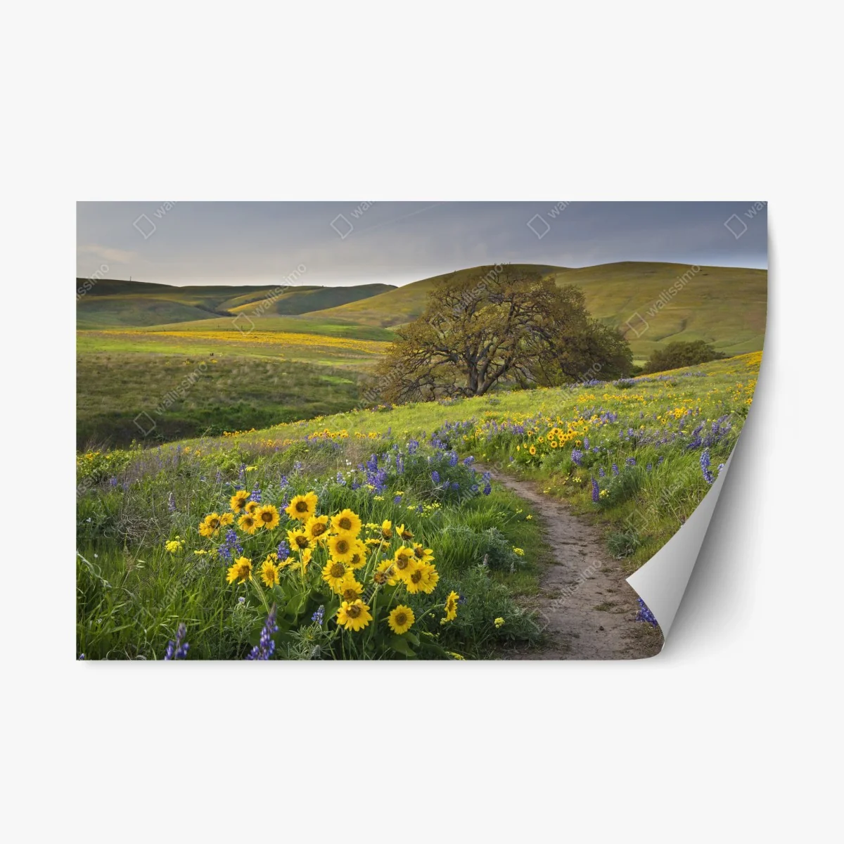 Repositionierbarer Aufkleber pfad durch blumenwiese mit eichenbaum – Wallnifity® Repositionierbarer Aufkleber pfad durch blumenwiese mit eichenbaum – Wallnifity®