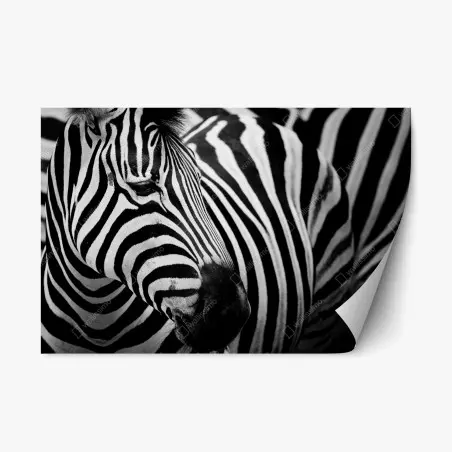 Repositionierbarer Aufkleber zebra in monochromen streifen – Wallnifity®
