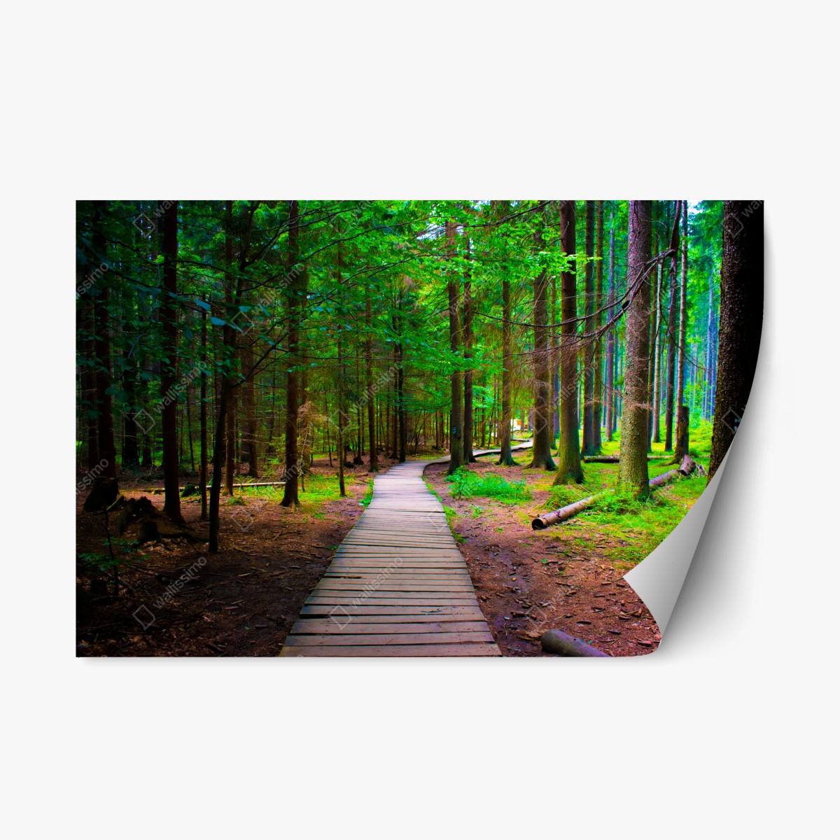 Repositionierbarer Aufkleber ruhiger waldsteg im grünen – Wallnifity®