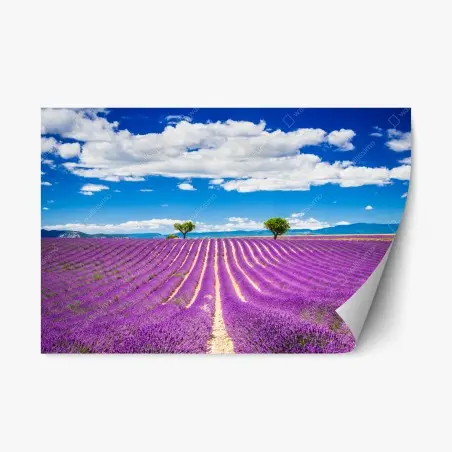Repositionierbarer Aufkleber lavendelfelder in Provence – Wallnifity®