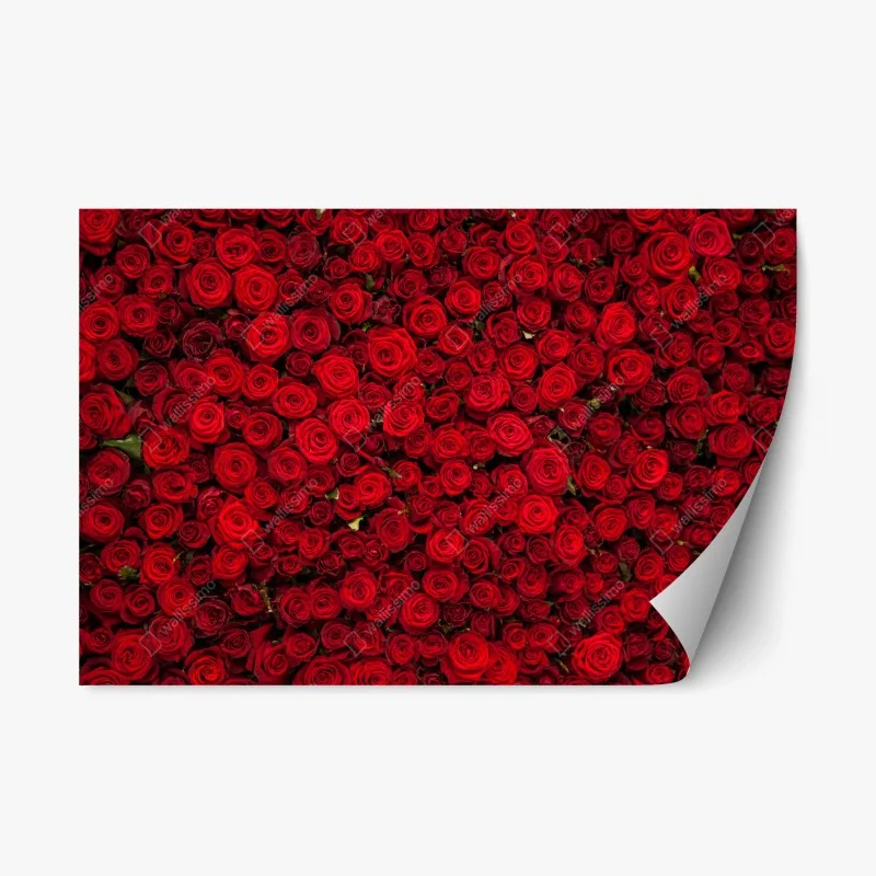 Repositionierbarer Aufkleber endlose wand aus roten rosen