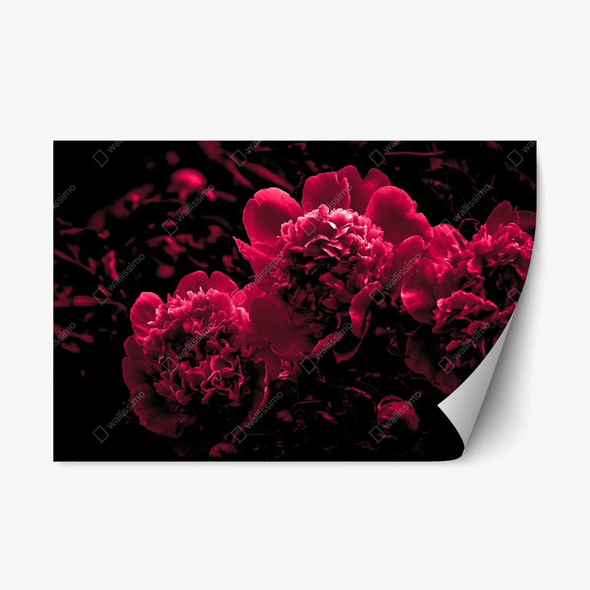 Repositionierbarer Aufkleber stimmungsvolle rosa pfingstrosen – Wallnifity® Repositionierbarer Aufkleber stimmungsvolle rosa pfingstrosen – Wallnifity®