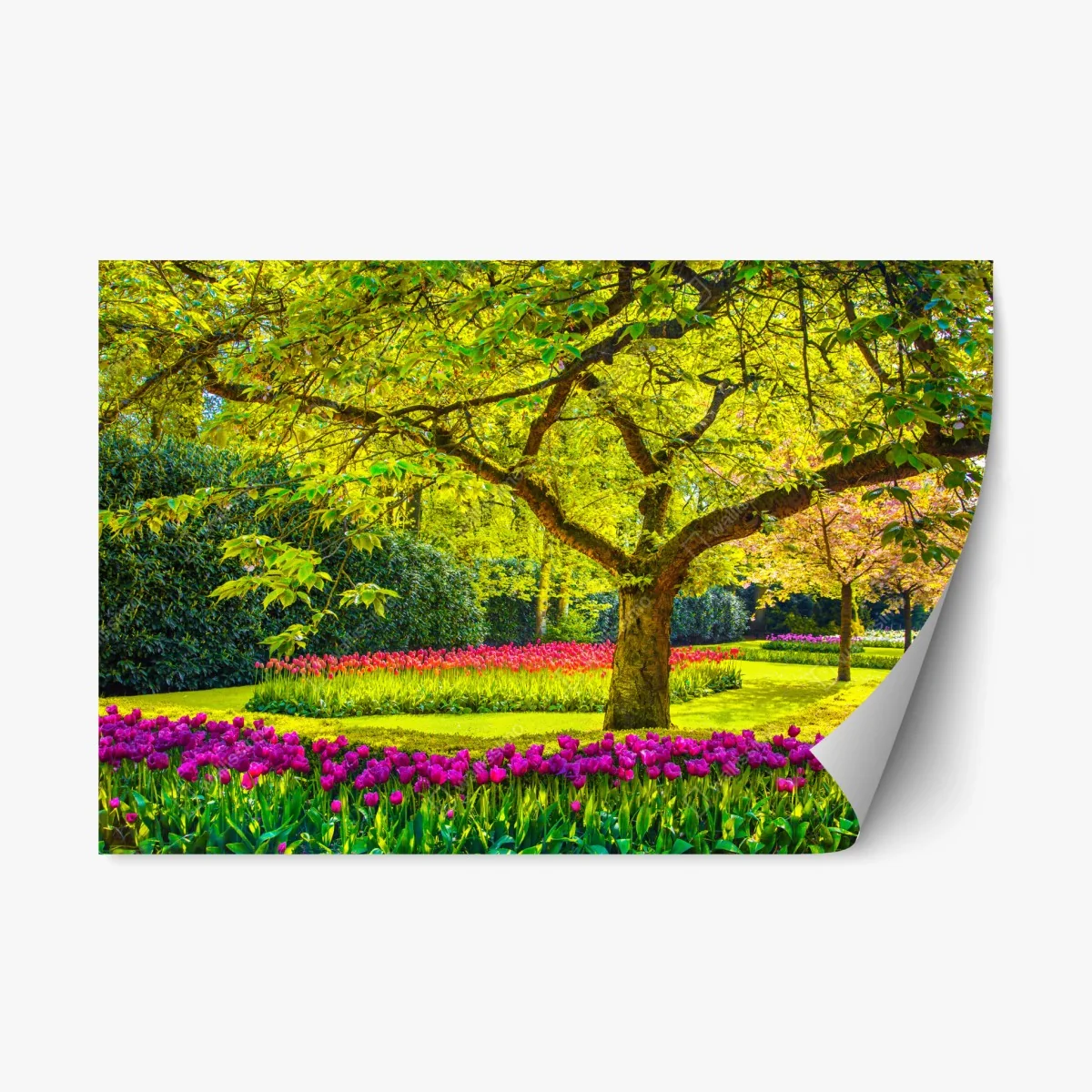 Repositionierbarer Aufkleber bunter tulpengarten in Keukenhof – Wallnifity® Repositionierbarer Aufkleber bunter tulpengarten in Keukenhof – Wallnifity®