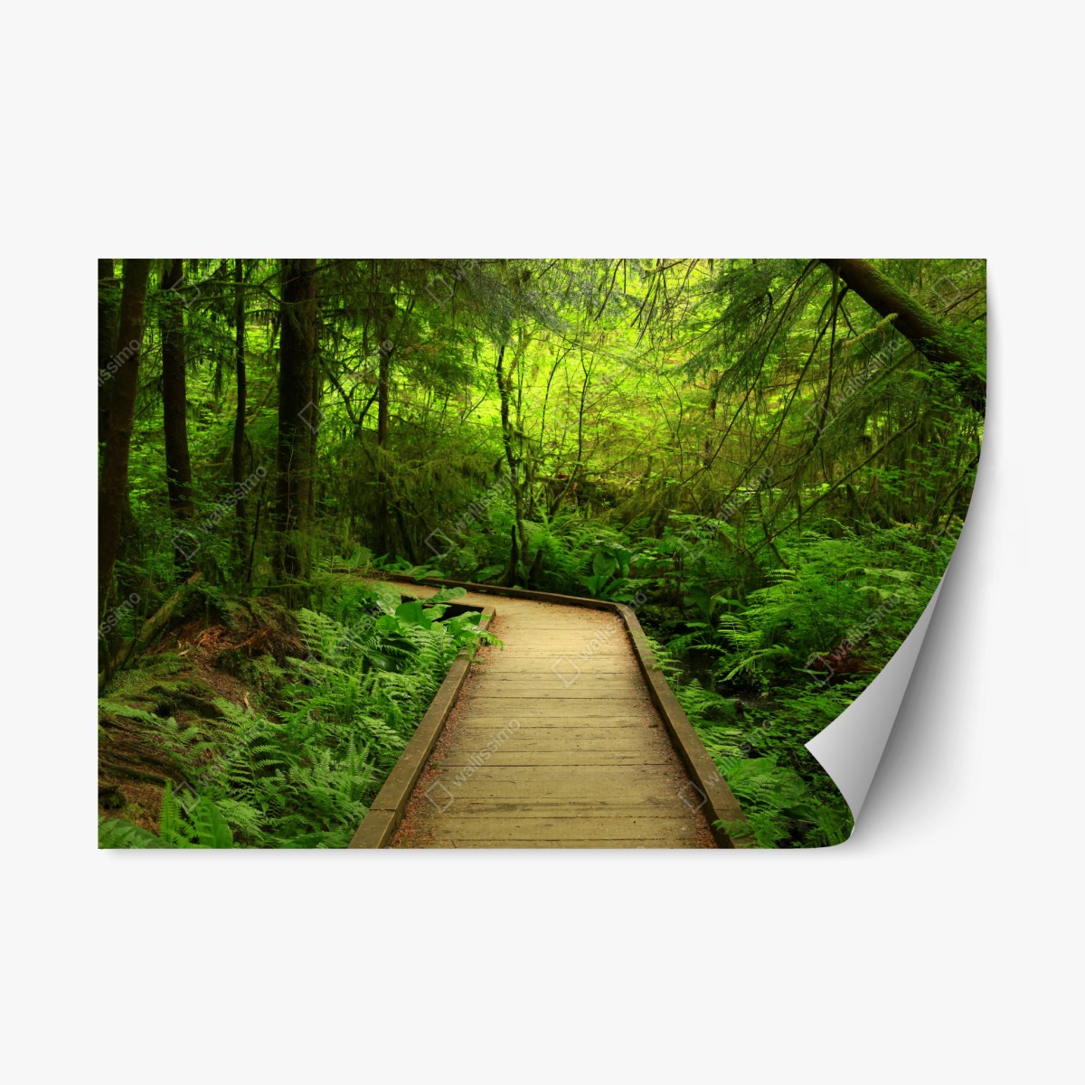Repositionierbarer Aufkleber ruhiger grüner waldsteg – Wallnifity®