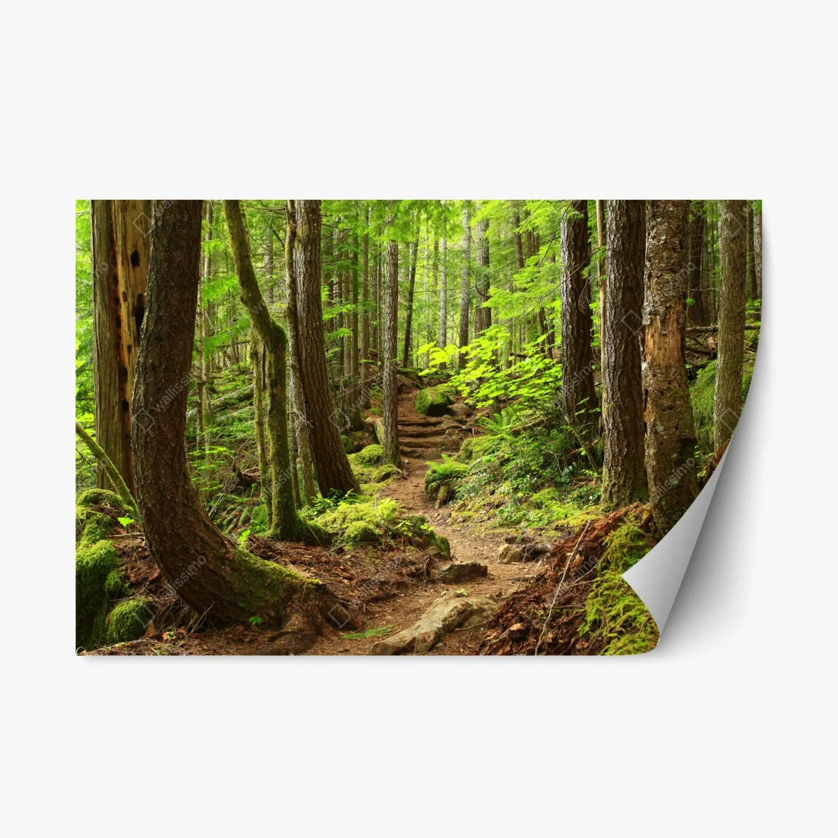 Repositionierbarer Aufkleber moosiger waldpfad – Wallnifity® Repositionierbarer Aufkleber moosiger waldpfad – Wallnifity®
