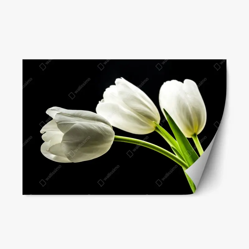 Repositionierbarer Aufkleber elegante weiße tulpen vor schwarzem hintergrund