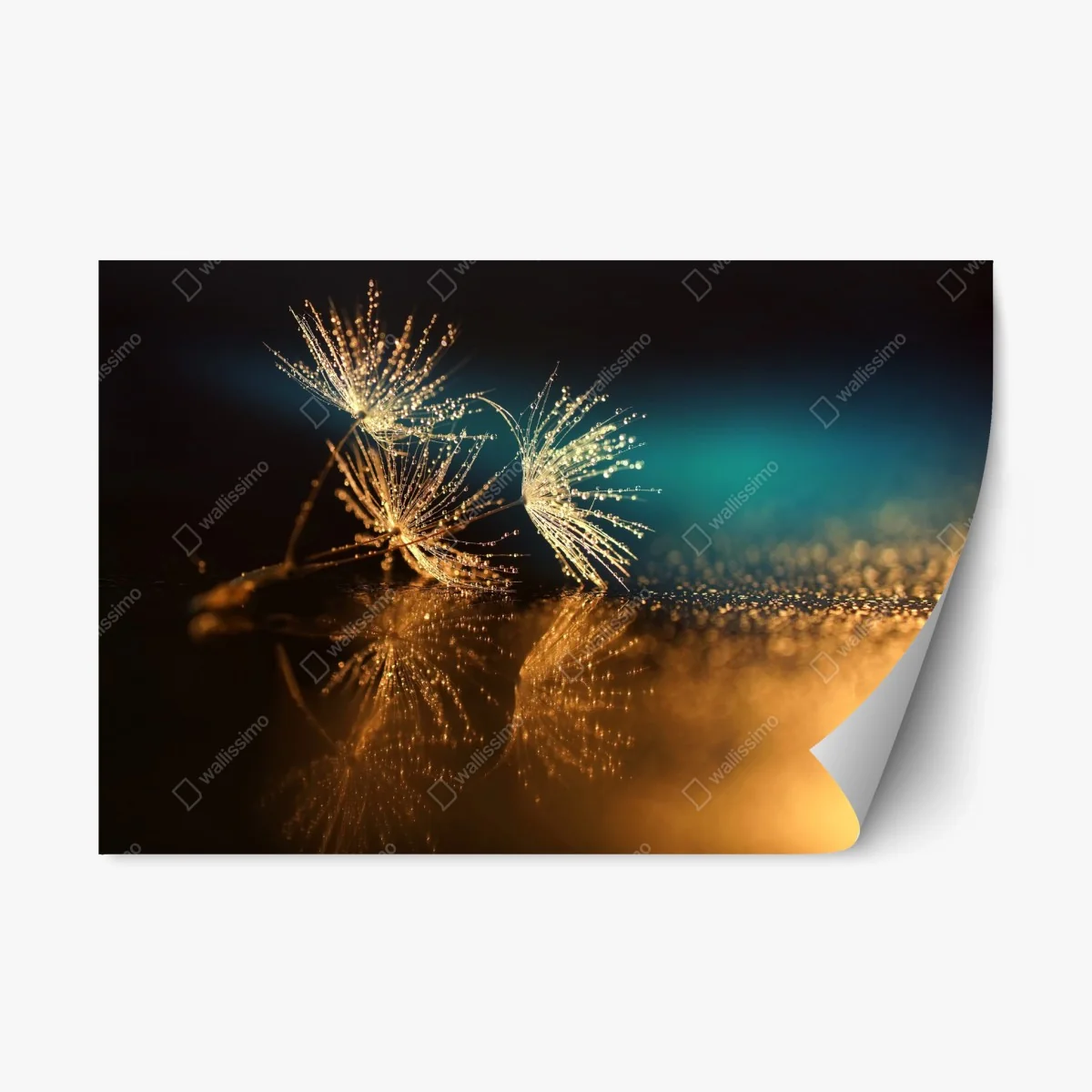 Repositionierbarer Aufkleber goldene reflexion von löwenzahnsamen – Wallnifity® Repositionierbarer Aufkleber goldene reflexion von löwenzahnsamen – Wallnifity®