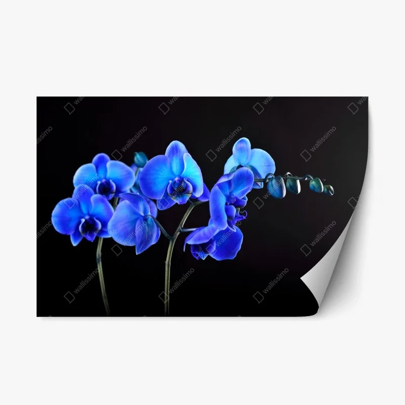 Repositionierbarer Aufkleber leuchtende blaue orchidee vor schwarzem hintergrund