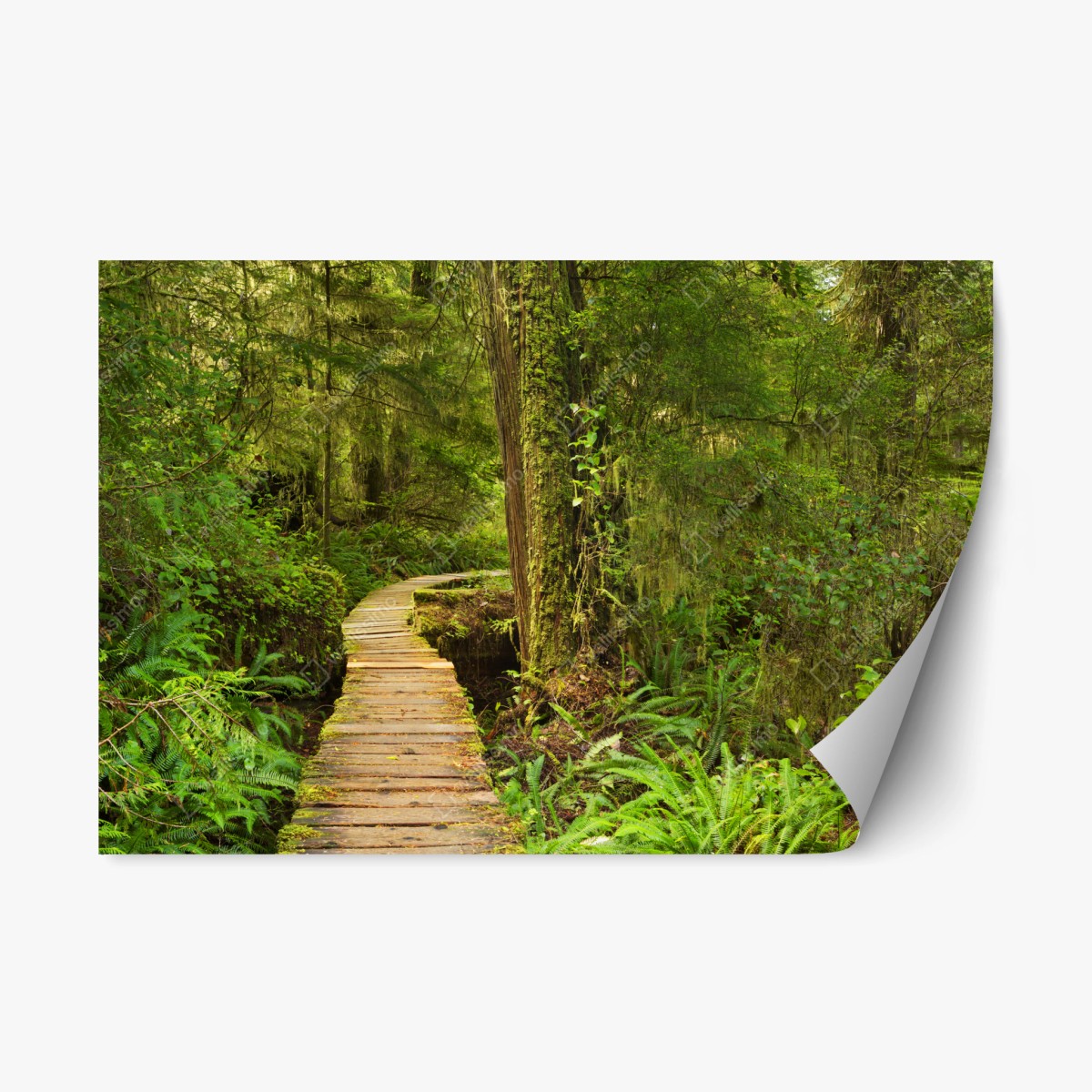 Repositionierbarer Aufkleber steg im Pacific Rim regenwald – Wallnifity®