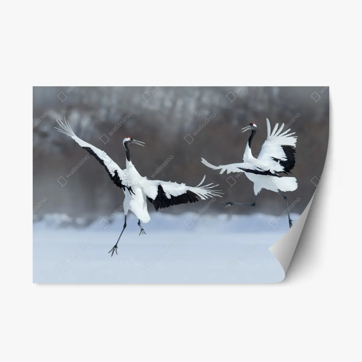 Repositionierbarer Aufkleber tanzende rotkronenkraniche im schnee, Hokkaido – Wallnifity® Repositionierbarer Aufkleber tanzende rotkronenkraniche im schnee, Hokkaido – Wallnifity®