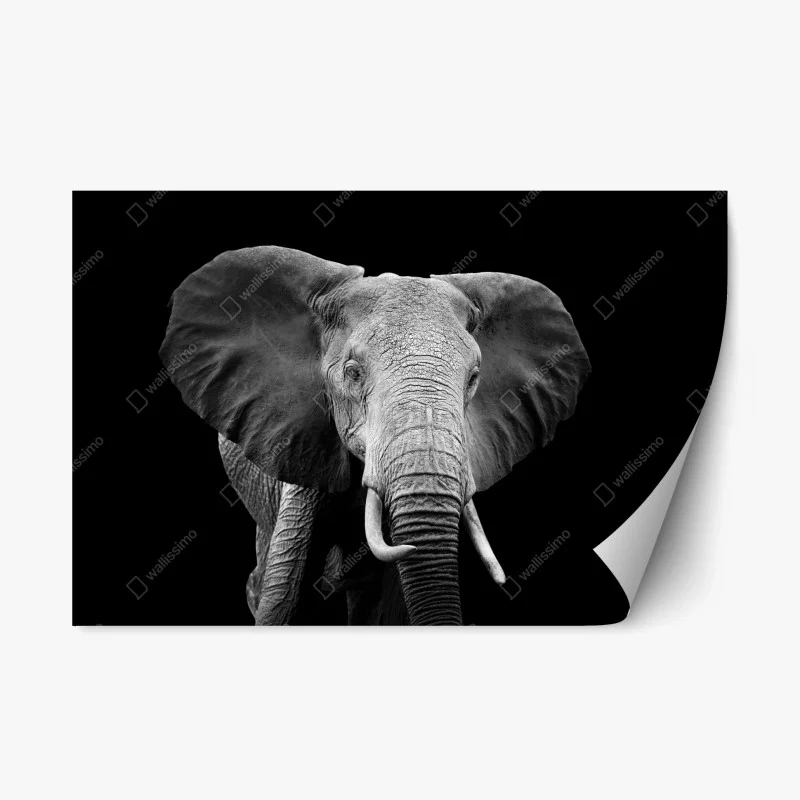 Repositionierbarer Aufkleber majestätisches elefantenporträt in monochrom
