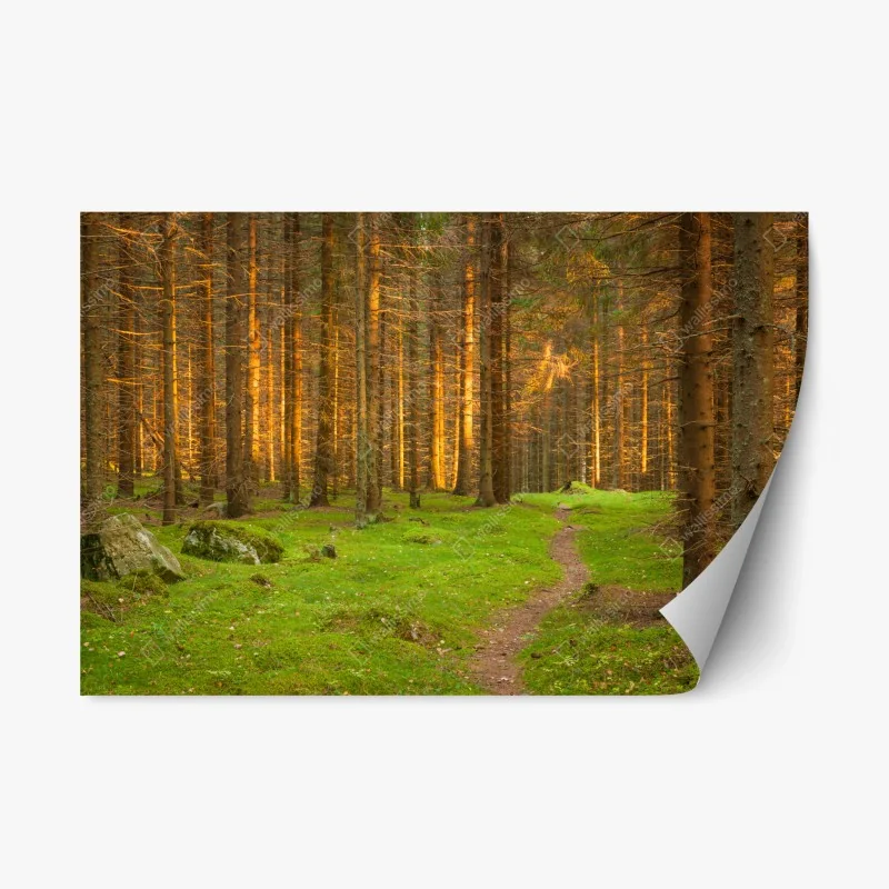 Repositionierbarer Aufkleber goldenes licht im moosbedeckten kiefernwald