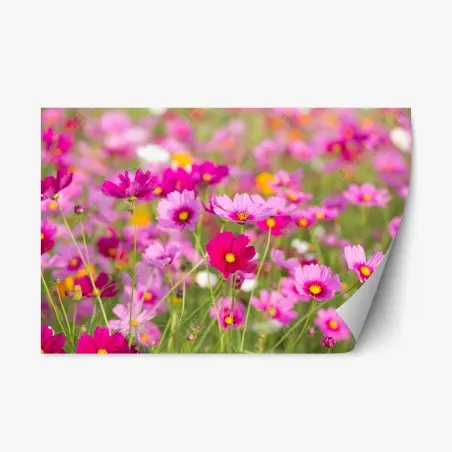 Repositionierbarer Aufkleber rosa kosmeenwiese in blüte – Wallnifity®