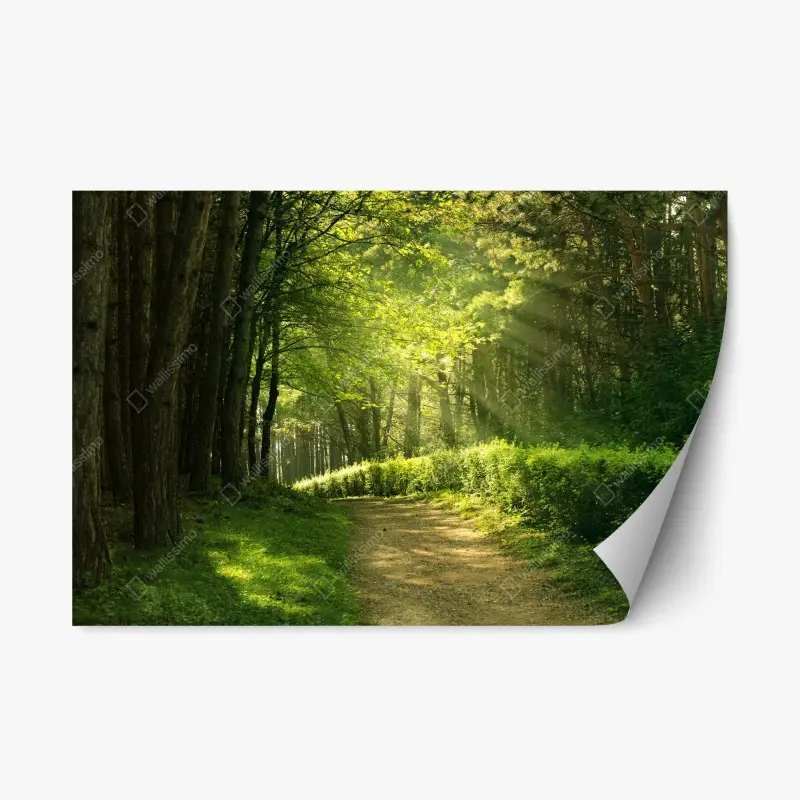 Repositionierbarer Aufkleber sonnenbeschienener waldpfad im grünen