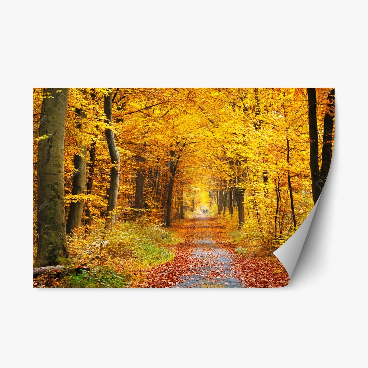 Repositionierbarer Aufkleber goldener herbstwald pfad – Wallnifity® Repositionierbarer Aufkleber goldener herbstwald pfad – Wallnifity®