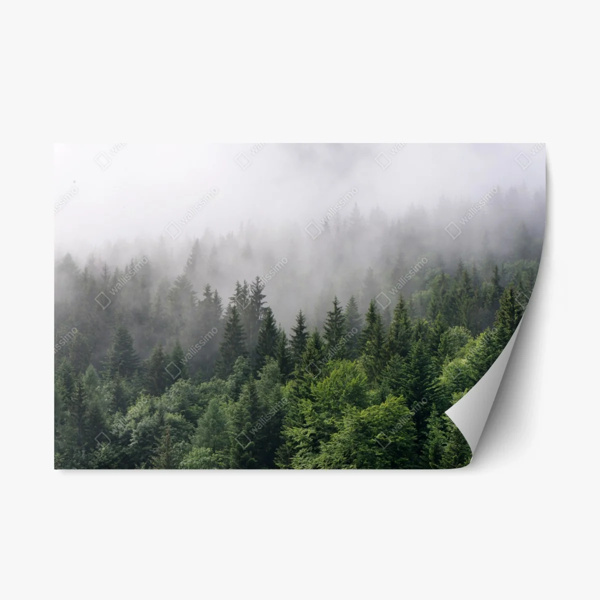 Repositionierbarer Aufkleber nebliger immergrüner wald panorama – Wallnifity® Repositionierbarer Aufkleber nebliger immergrüner wald panorama – Wallnifity®