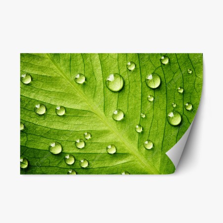 Repositionierbarer Aufkleber frisches grünes blatt mit wassertropfen – Wallnifity®