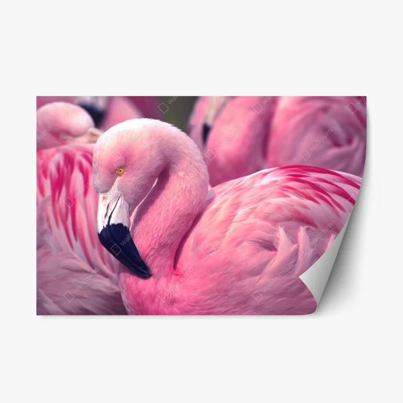 Vögel – Wallnifity®