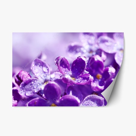 Repositionierbarer Aufkleber lila fliederblüte mit tau – Wallnifity®