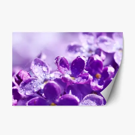 Repositionierbarer Aufkleber lila fliederblüte mit tau – Wallnifity®