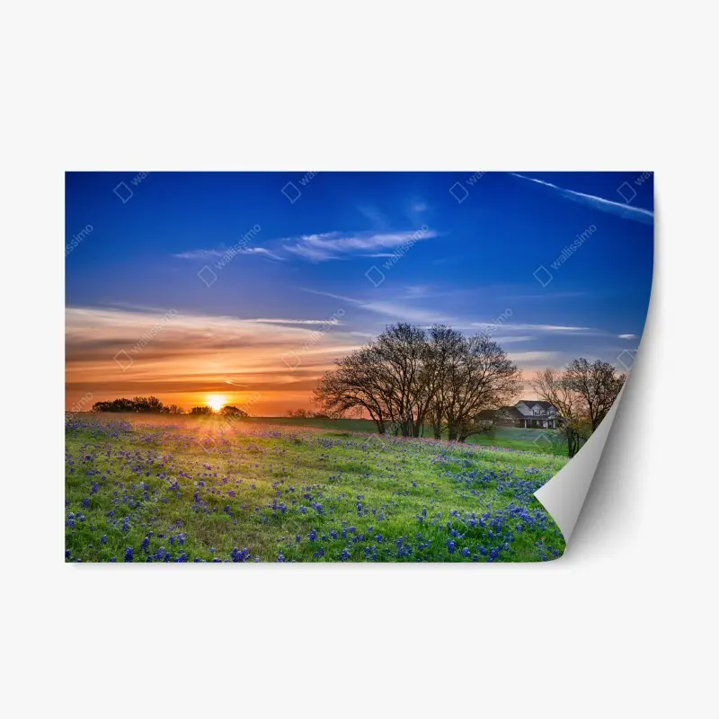 Repositionierbarer Aufkleber Texas wiese mit bluebonnets im sonnenaufgang