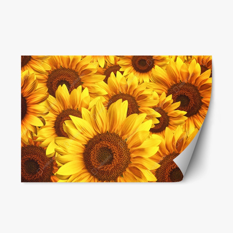 Blumen & Pflanzen – Wallnifity®
