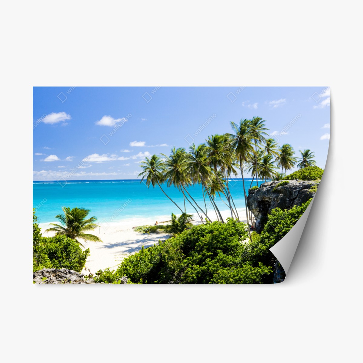 Repositionierbarer Aufkleber Bottom Bay palmenstrand, Barbados – Wallnifity®
