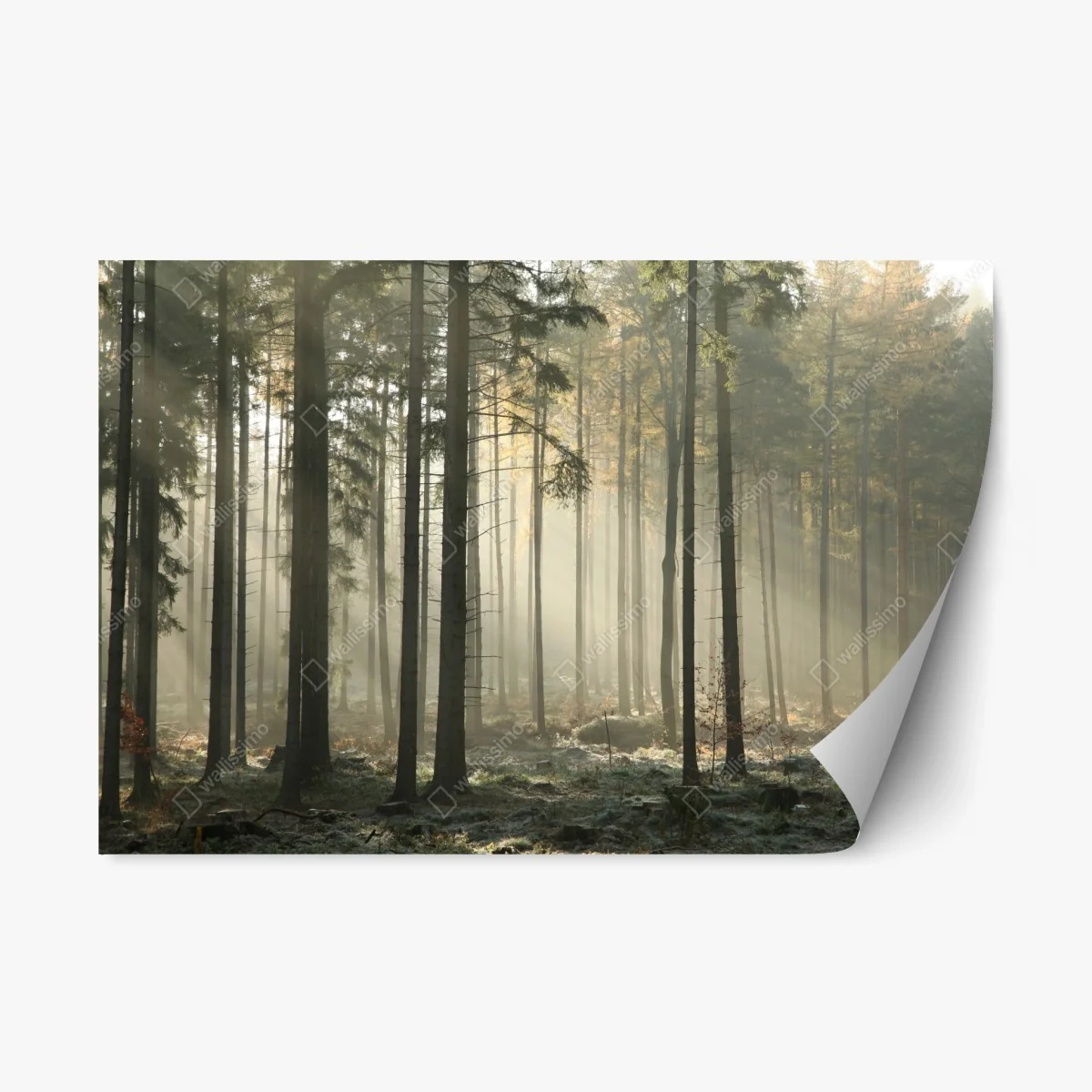 Repositionierbarer Aufkleber nebliger morgenwald mit sonnenstrahlen – Wallnifity® Repositionierbarer Aufkleber nebliger morgenwald mit sonnenstrahlen – Wallnifity®